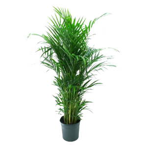 Areca Palme 1